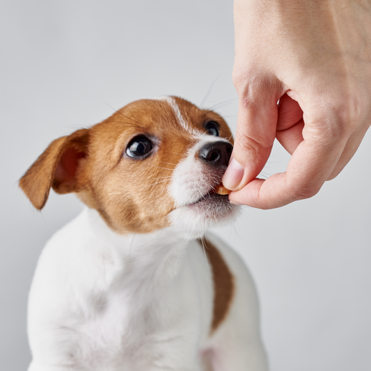 cbd para perros