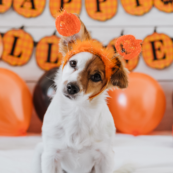 5 tips to take care of your pets on Halloween