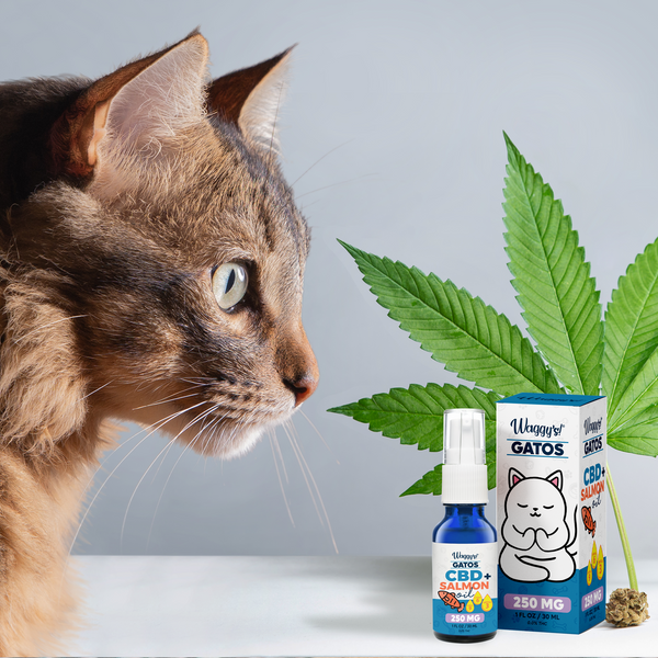 All about CBD in Cats. What is it and what is it for?