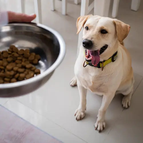 Best Food for Dogs: We tell you everything