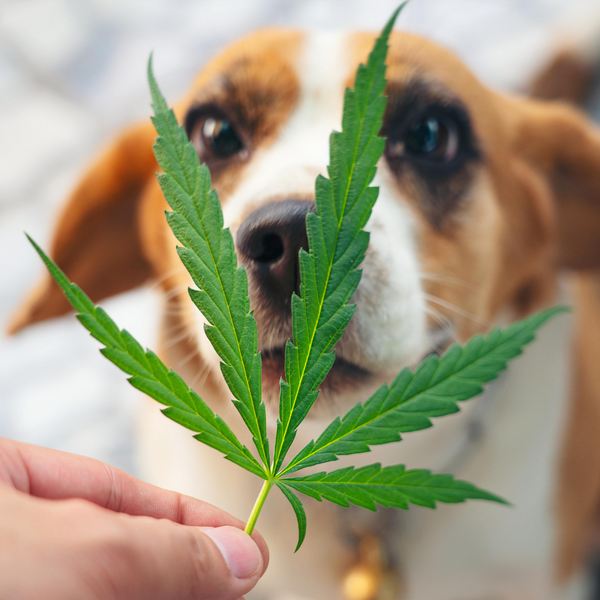 CBD for Pets is now LEGAL in MEXICO!