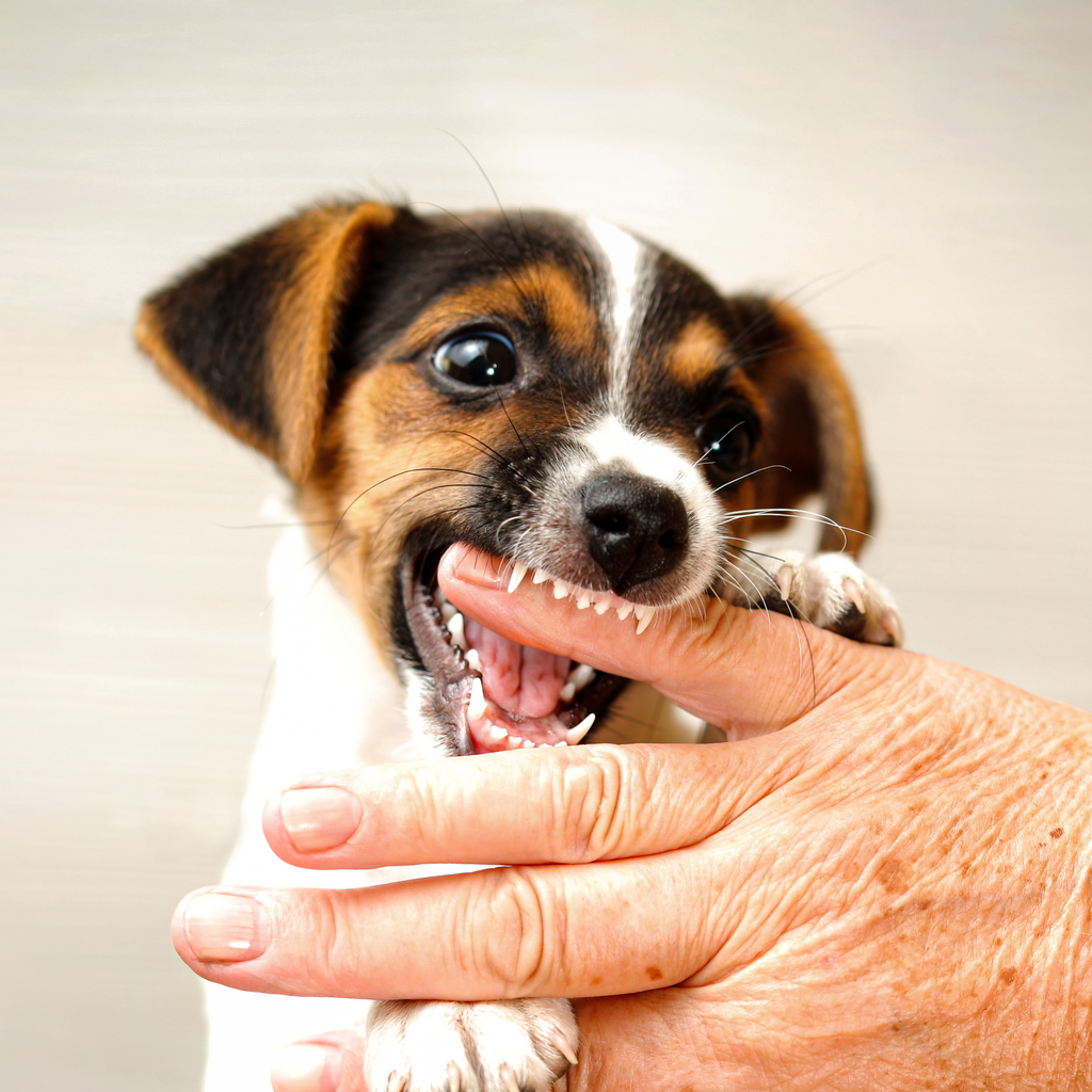 agresividad en perros que hacer y como amansar