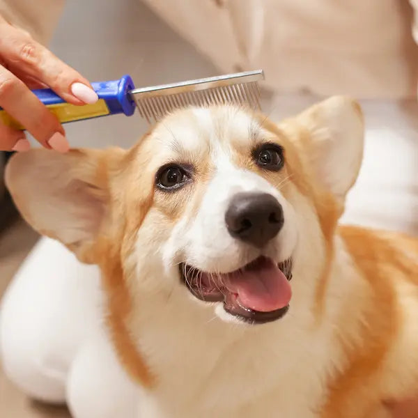 Caída de pelo en Perros: Causas y Tratamientos