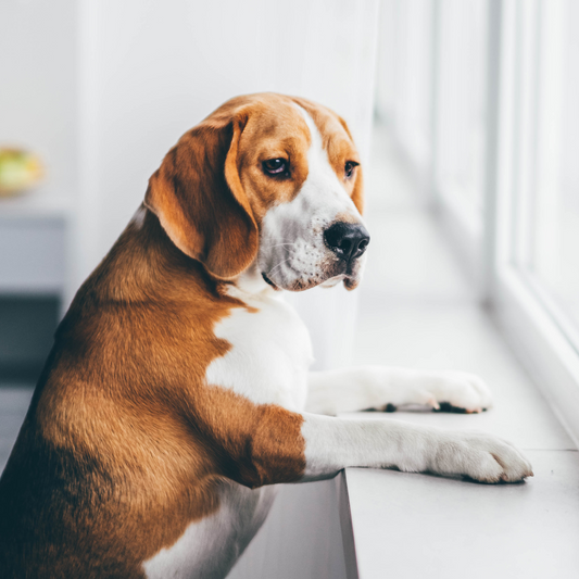 ansiedad por separacion en perros
