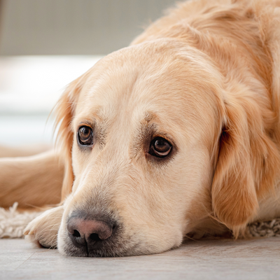 Ansiedad en Perros: Causas, Síntomas y Cómo Controlarla