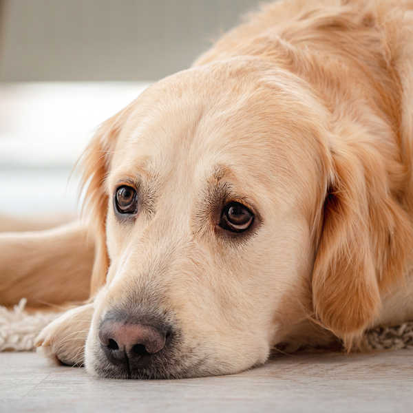 Anxiety in Dogs: Causes, Symptoms and How to Control It in 3 Steps