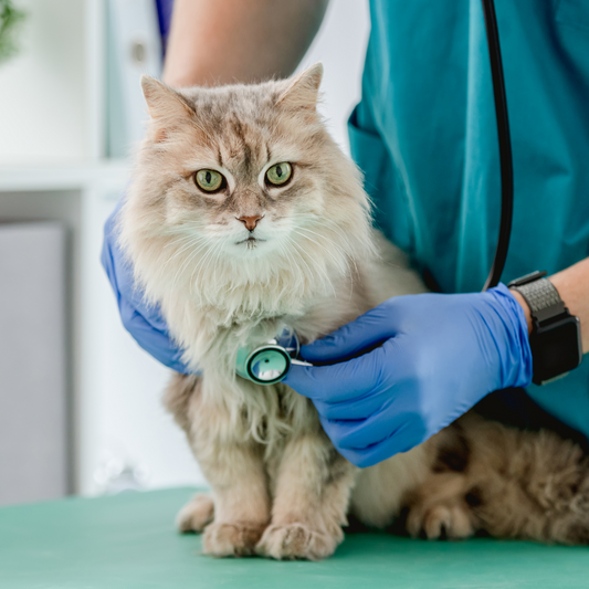 Toxoplasmosis en Gatos: ¿Qué es?, Causas, Síntomas y Tratamiento