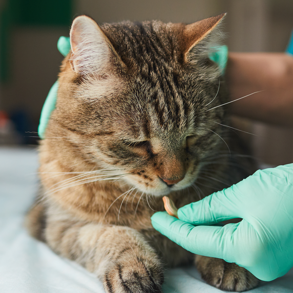 All about Deworming Cats: How and When to Do It