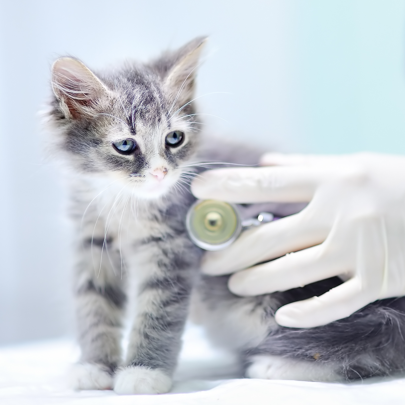 😸[ Feline Panleukopenia] Treatment – Waggys.pet