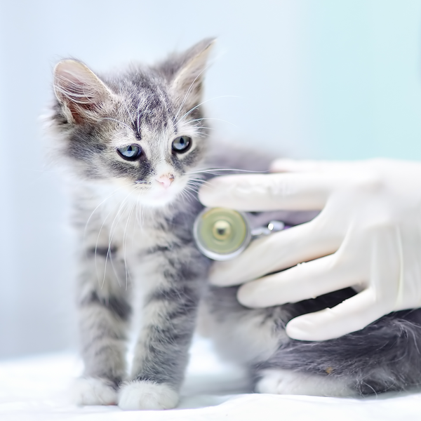 Feline Panleukopenia: What it is, Symptoms and Treatment
