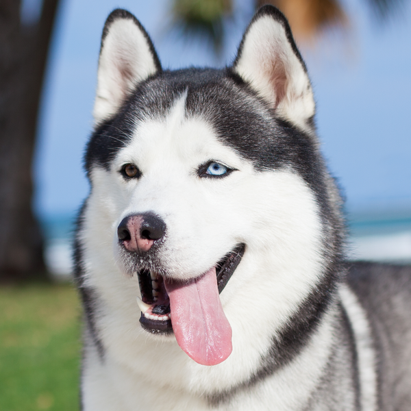 Types of Husky that exist 2024