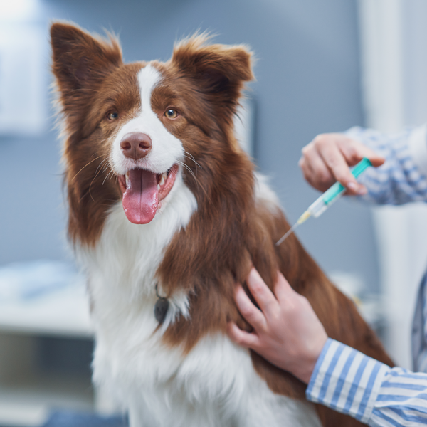 Calendario vacunación perros ¿Cuáles son y cuánto aplicarlas?