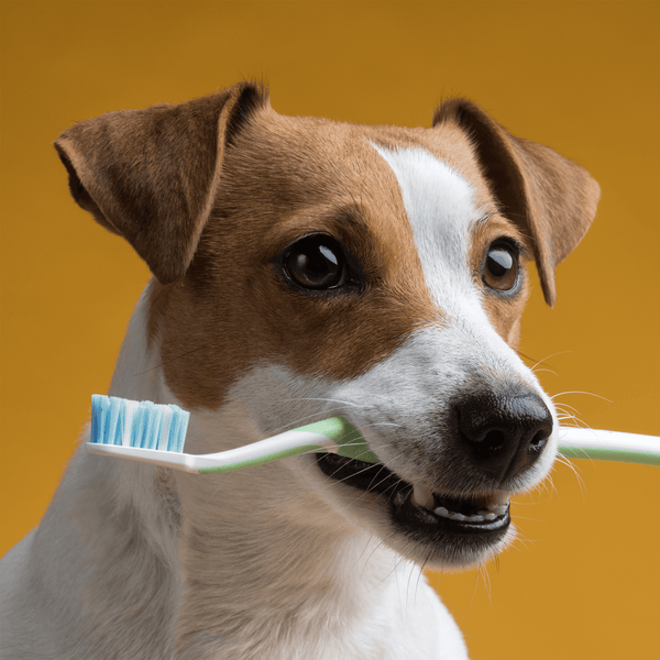 Limpieza dental en perros: ¿Cómo, cuándo y por qué?