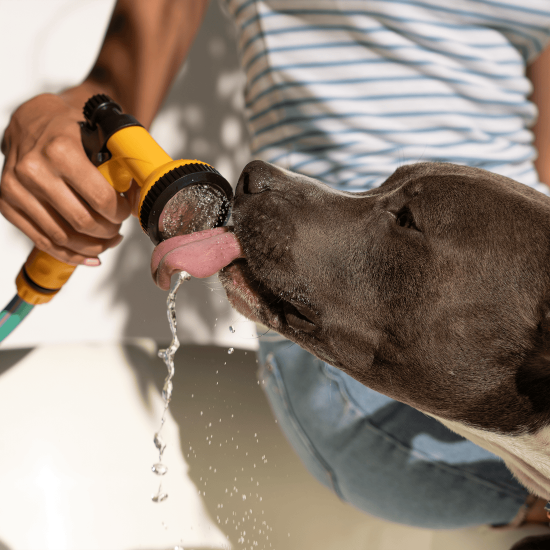 Golpe de calor en perros: Síntomas y cómo actuar 2025