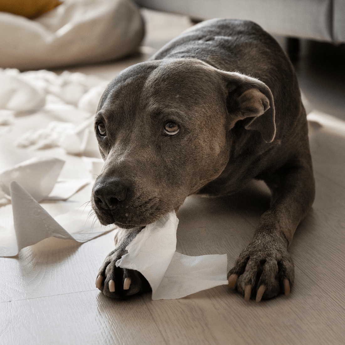 ¿Por qué mi Perro Muerde Todo? Causas y Cómo Evitarlo 2023