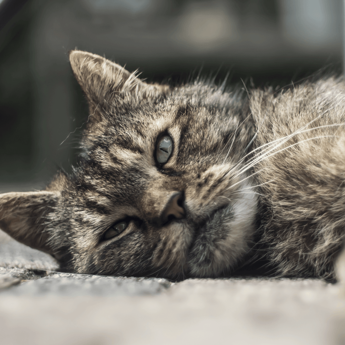 Calicivirus Felino: Qué es, Síntomas y Tratamiento ¡Evítalo!