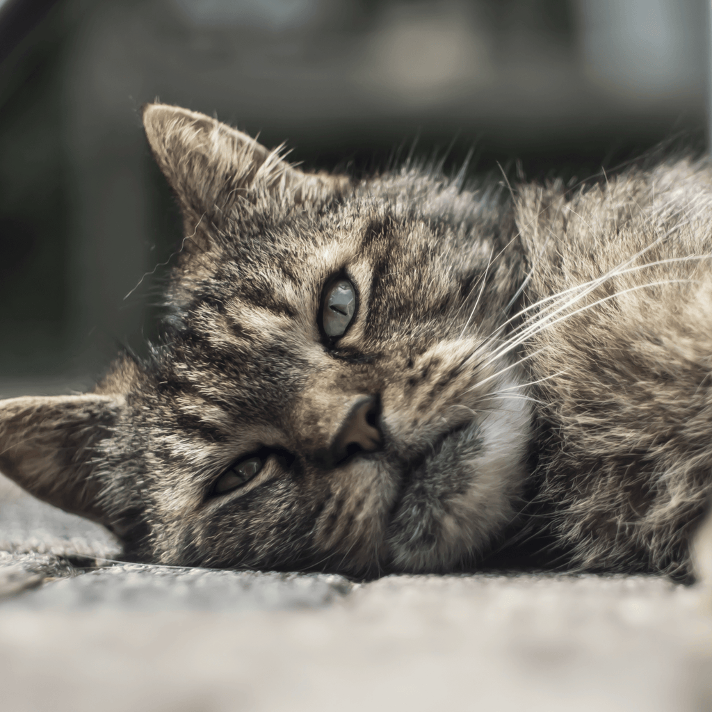 Calicivirus Felino: Qué es, Síntomas y Tratamiento ¡Evítalo!