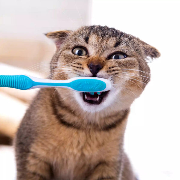 Limpieza Dental en Gatos: Cómo, Cuándo y Tips para realizarla