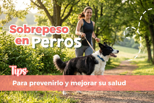 Sobrepeso en perros: Tips para prevenirlo y mejorar su salud