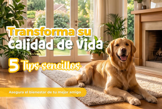 5 Tips Sencillos para Transformar la Calidad de Vida de tu Perro