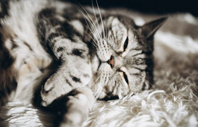 Abscesos en Gatos: Qué son, Causas, Síntomas y Tratamiento