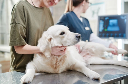 Enfermedad de Addison en Perros: Qué es, Causas, Síntomas y Tratamiento