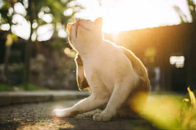 Allergies in Cats: Types, Symptoms and Treatment