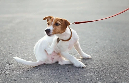 Alergia en Perros: Tipos, Síntomas y Tratamientos