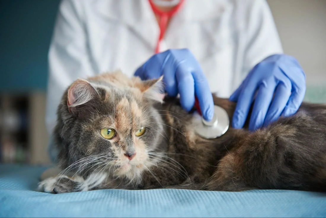 Asma en Gatos: Qué es, Síntomas y Tratamiento