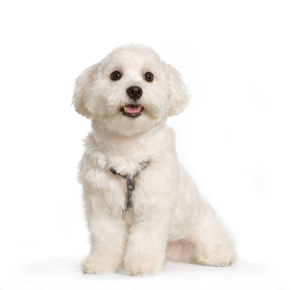 Maltese Bichon: Everything You Need to Know 2025