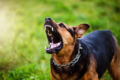 5 Annoying Sounds for Dogs: Duration and Frequency 