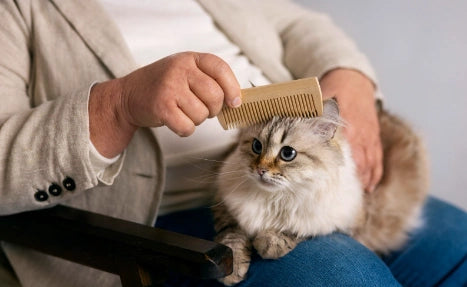 Caída de Pelos en Gatos: Causas y Tratamiento