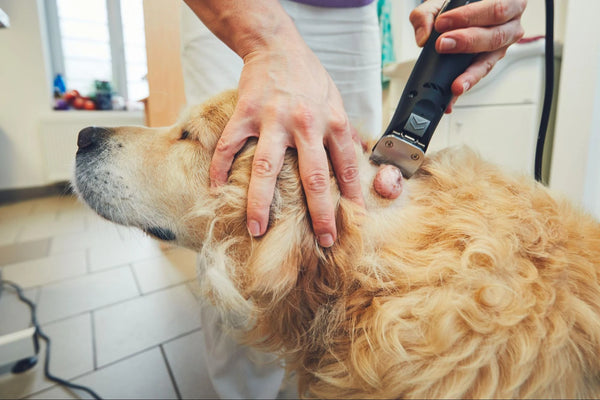 Cáncer en Perros: Todo lo que Debes Saber 2024