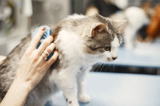 Caspa en Gatos: Causas, Síntomas y Tratamiento