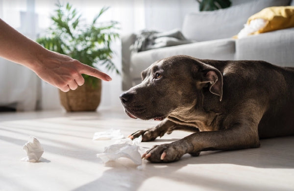 ¿Cómo castigar a un perro? 10 Formas eficaces