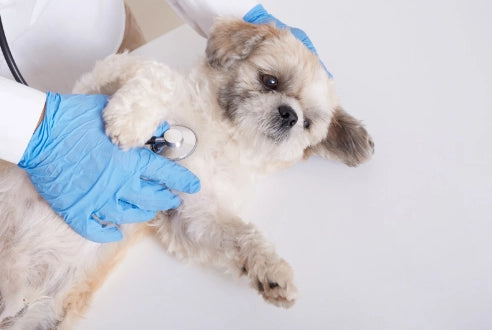 Coccidiosis en Perros: Qué es, Causas, Síntomas y Tratamiento