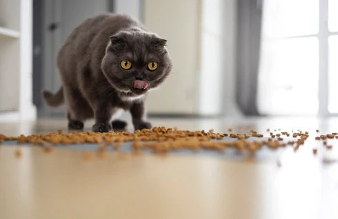 Qué comen los gatos