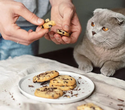 Can Cats Eat Chocolate? We tell you!