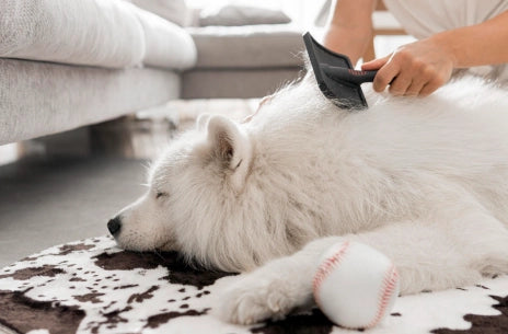 How to Comb a Dog: Tips and Fundamental Keys