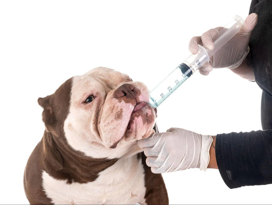Cómo Desparasitar un Perro: Guía Completa 2025