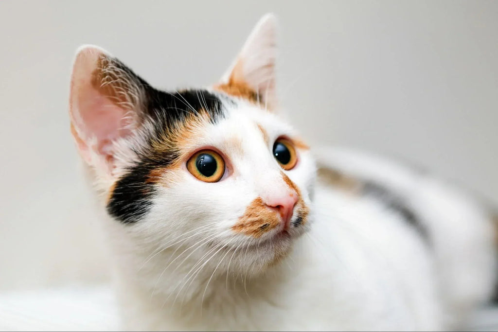 ¿Cuántos Años Vive un Gato? Todo lo que Necesitas Saber