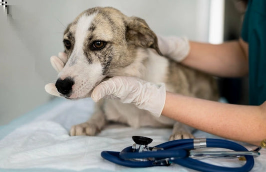 Enfermedad de Cushing en Perros: Qué es, Síntomas y Tratamiento