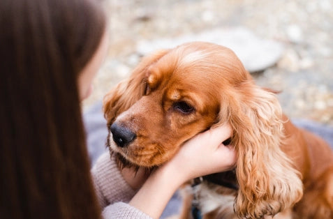 Dermatitis Seborreica en Perros: Qué es, Tipos, Síntomas y Cómo tratarla