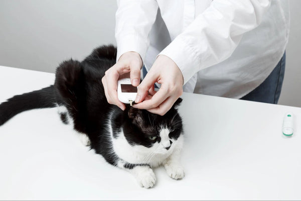 Diabetes in Cats: Complete Guide 2024