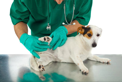 Hip Dysplasia in Dogs: Complete Guide 2024