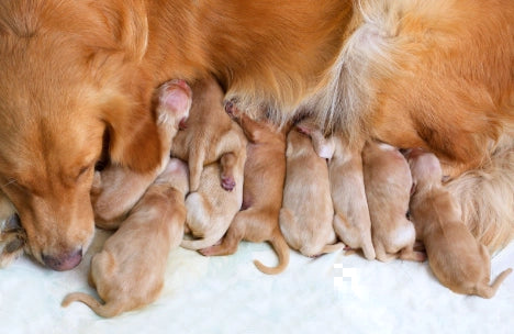 ¿Cuánto Dura el Embarazo de un Perro? Guía Completa 2024