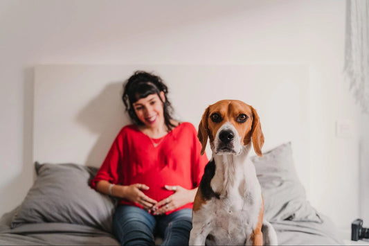 Embarazo Psicológico en Perros: Guía Completa 2024