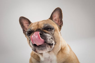 Reverse Sneezing in Dogs: What It Is, Why It Happens, and What to Do