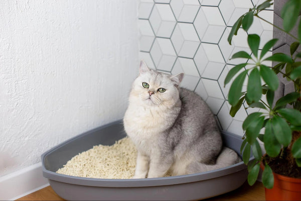 Constipation in Cats: Causes, Symptoms and Treatment