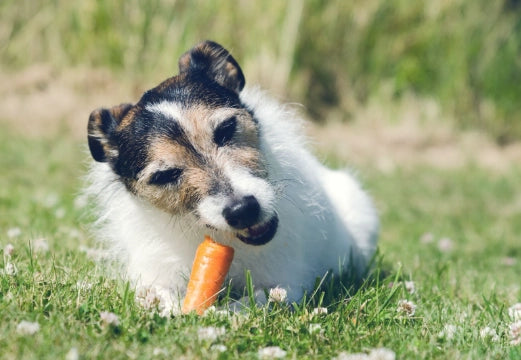 Fibra para Perros: 15 Alimentos para su aporte diario